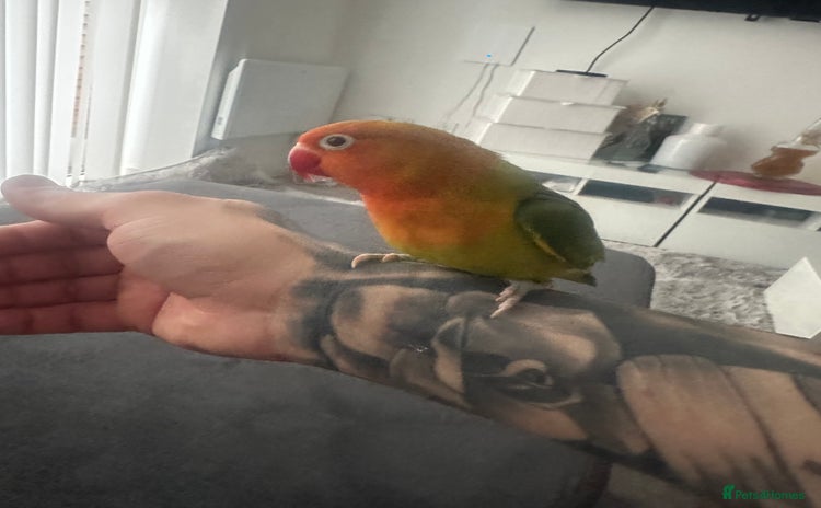 Lovebirds birds - Advert 17