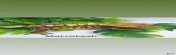 Gecko reptiles for sale: Mixed crested geckos  - Advert 4