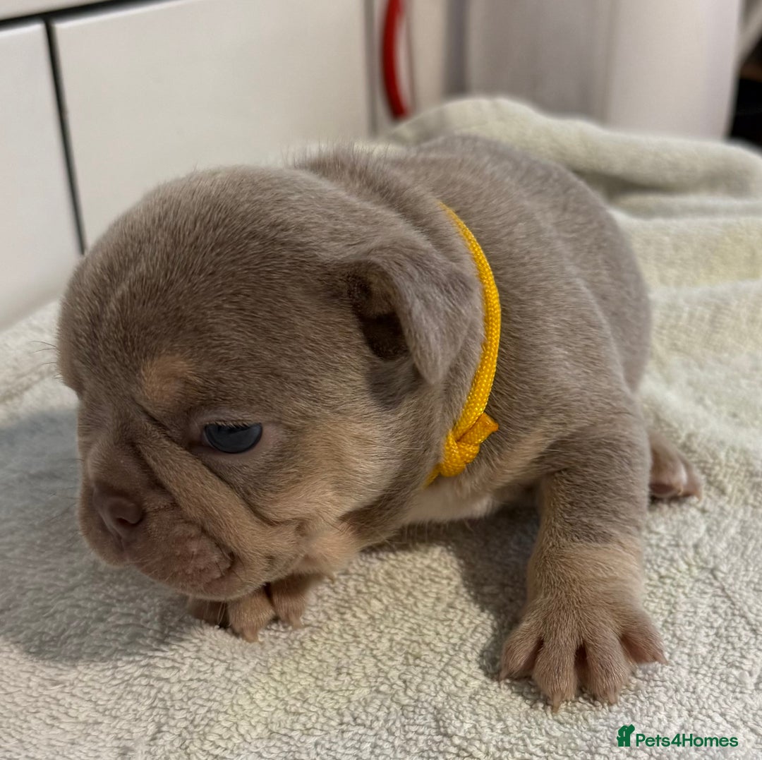 French Bulldog dogs for sale: French bulldog puppies - Image 11