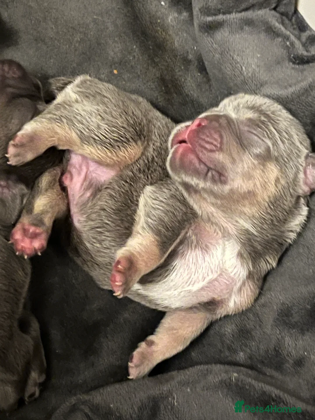 French Bulldog dogs for sale: Beautiful litter of 10 French bulldogs! - Advert 9