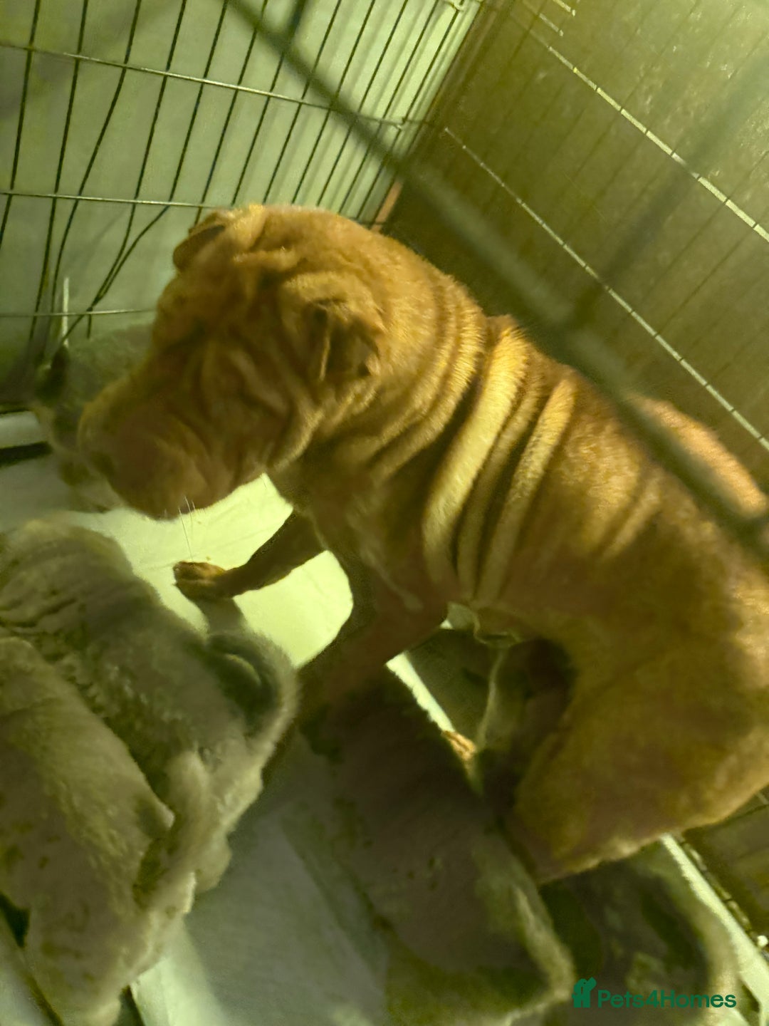 Shar Pei dogs for sale: Tan point bear and brush coat puppies - Advert 1