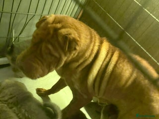 Shar Pei dogs Tan point bear and brush coat puppies - Advert 3