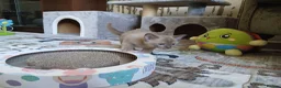 Burmese cats for sale: Beautiful Chocolate & Brown Burmese Kittens. GCCF  - Advert 4