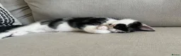 British Shorthair cats for sale: British shorthair kittens - Advert 7