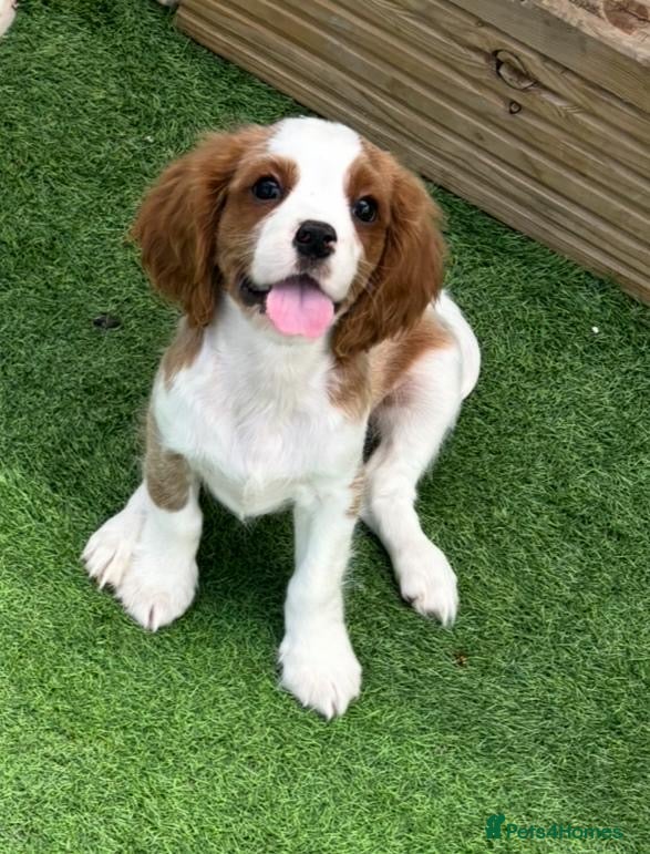 Cavalier King Charles Spaniel dogs King Charles Cavalier puppes - Advert 10