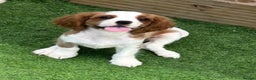 Cavalier King Charles Spaniel dogs for sale: King Charles Cavalier puppes - Advert 1