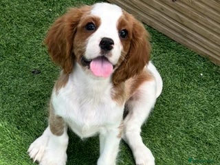 Cavalier King Charles Spaniel dogs King Charles Cavalier puppes - Advert 1