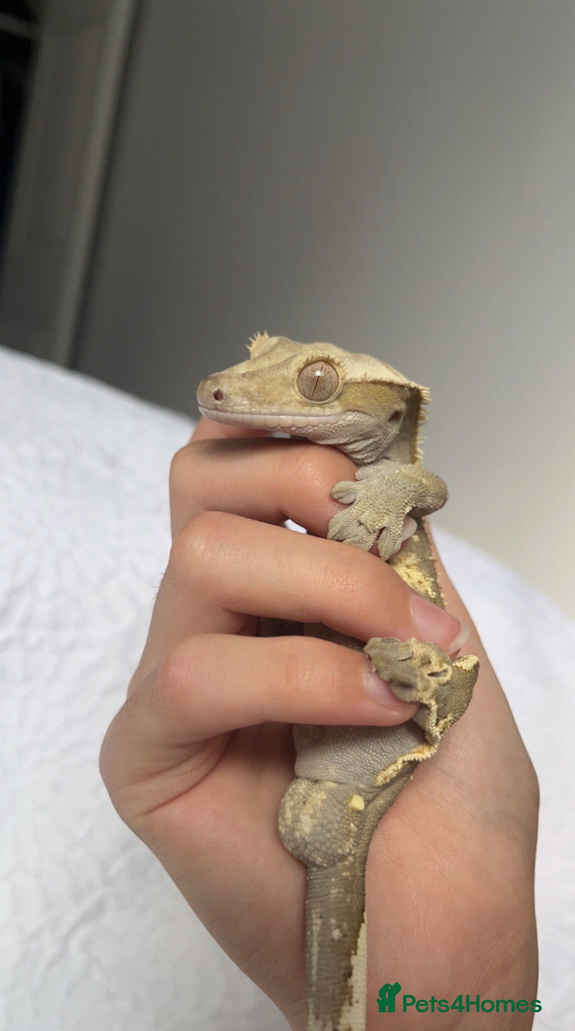 Gecko reptiles Male crested gecko  - Advert 3