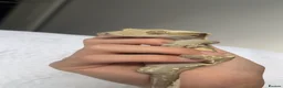 Gecko reptiles for sale: Male crested gecko  in Littlehampton - Advert 1