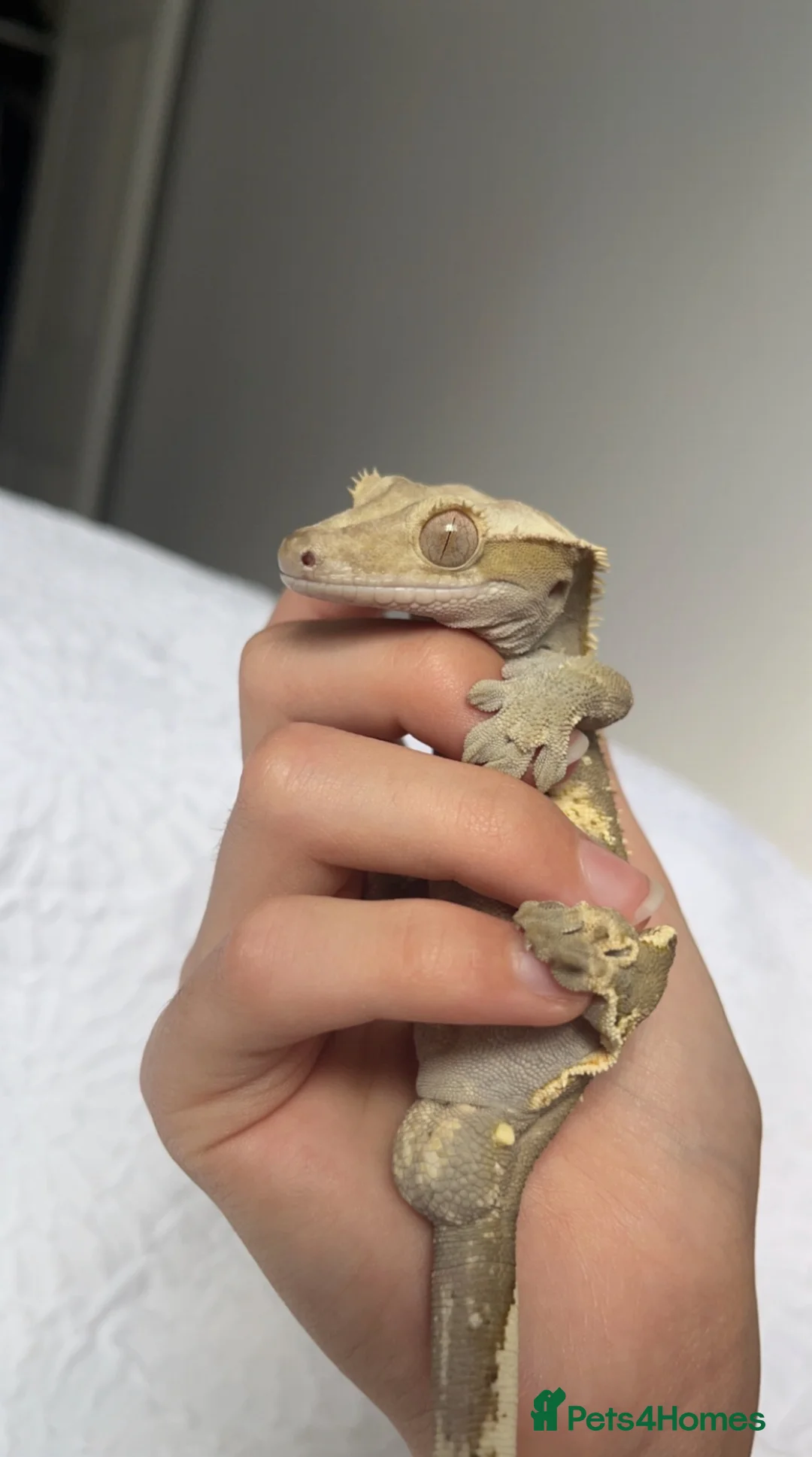 Gecko reptiles for sale: Male crested gecko  in Littlehampton - Advert 1