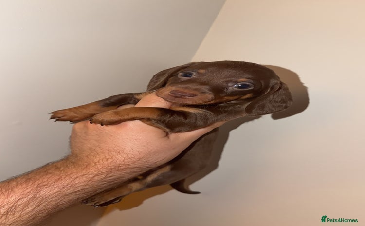 Miniature Dachshund dogs Miniature dachshund puppy’s  - Advert 15