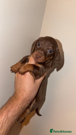 Miniature Dachshund dogs Miniature dachshund puppy’s - Advert 15