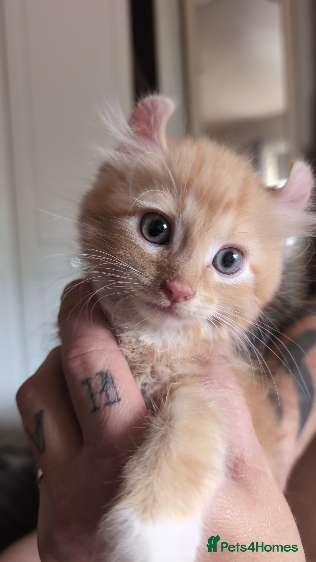 Mixed Breed cats for sale: Beautiful mixed breed kittens ragdoll x sphinx elf - Image 9