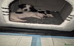 Mixed Breed dogs for sale: 2 beautiful babies - Image 6