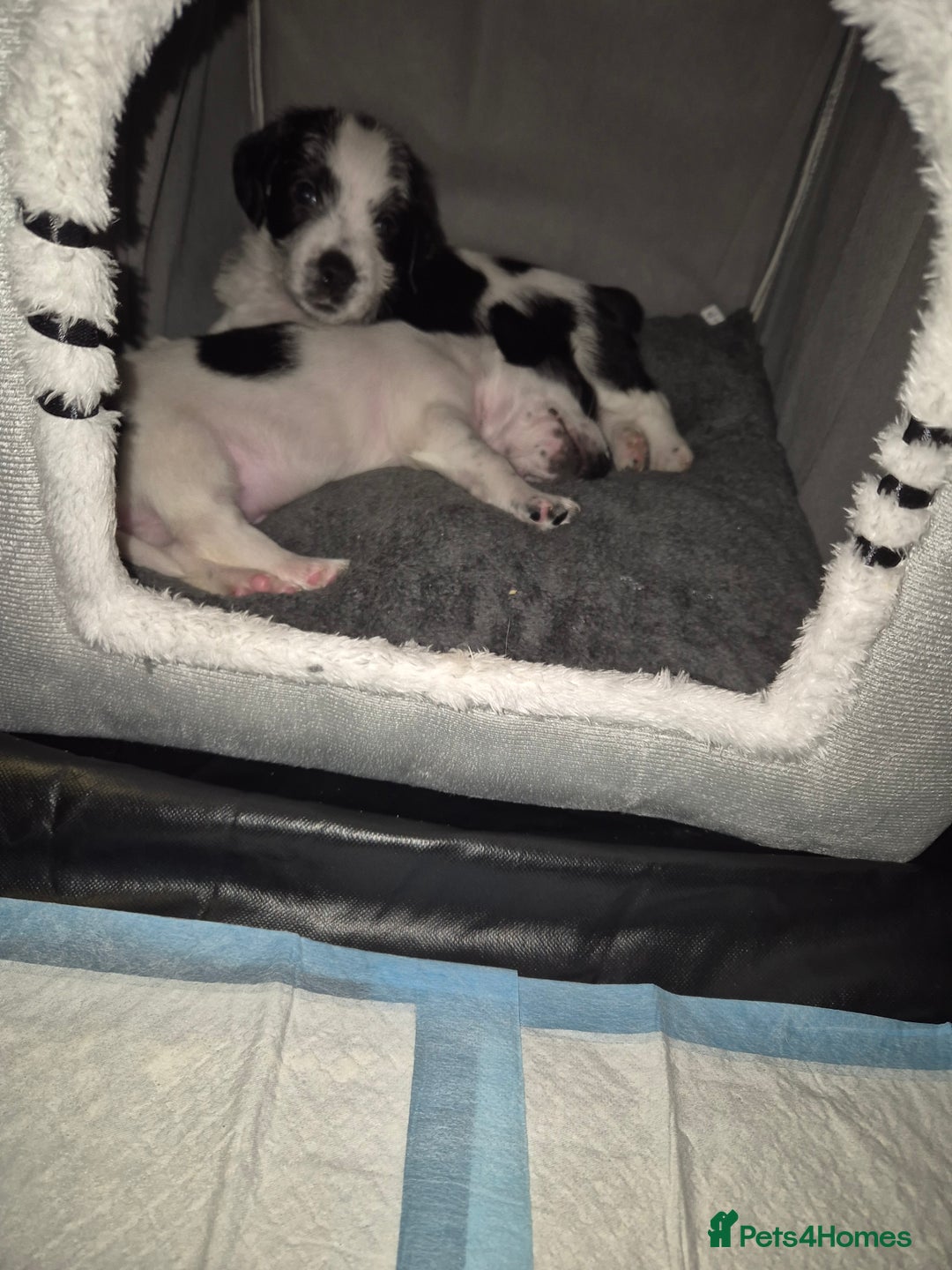 Mixed Breed dogs for sale: 2 beautiful babies - Image 6