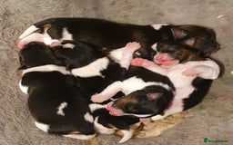 Jack Russell dogs for sale: 5 beautiful short legged Jack russell pups - Image 2