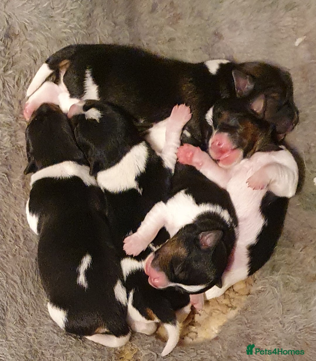 Jack Russell dogs for sale: 5 beautiful short legged Jack russell pups - Image 2