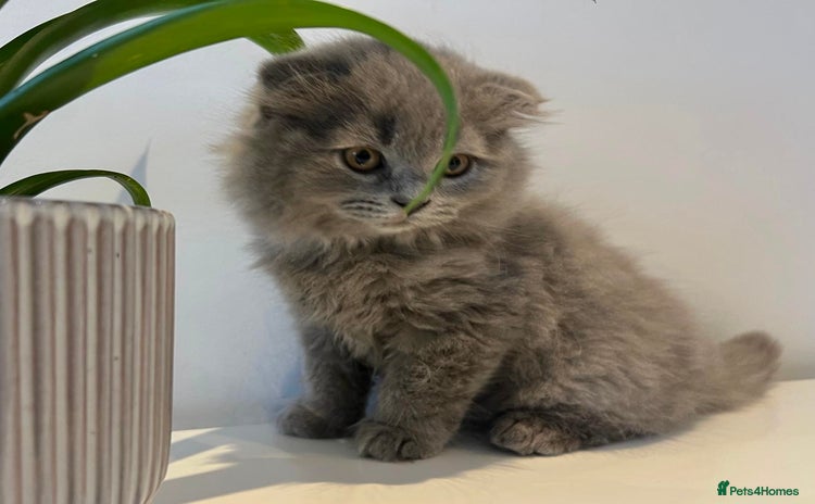 Scottish Fold cats - Advert 4