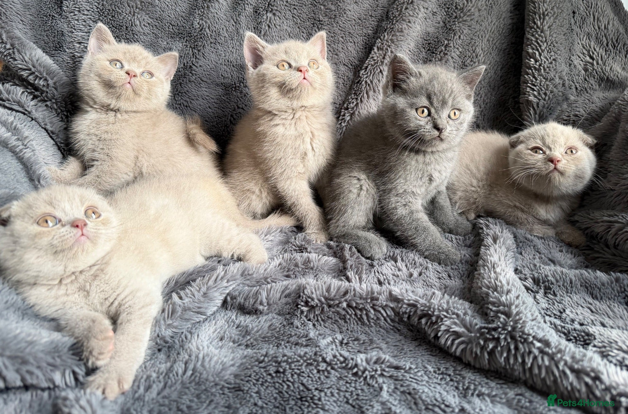 British Shorthair cats 🐾 Stunning British Shorthair Kittens  - Advert 2