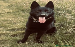 German Shepherd dogs for sale: Black Straight back German Shepherd  - Image 4