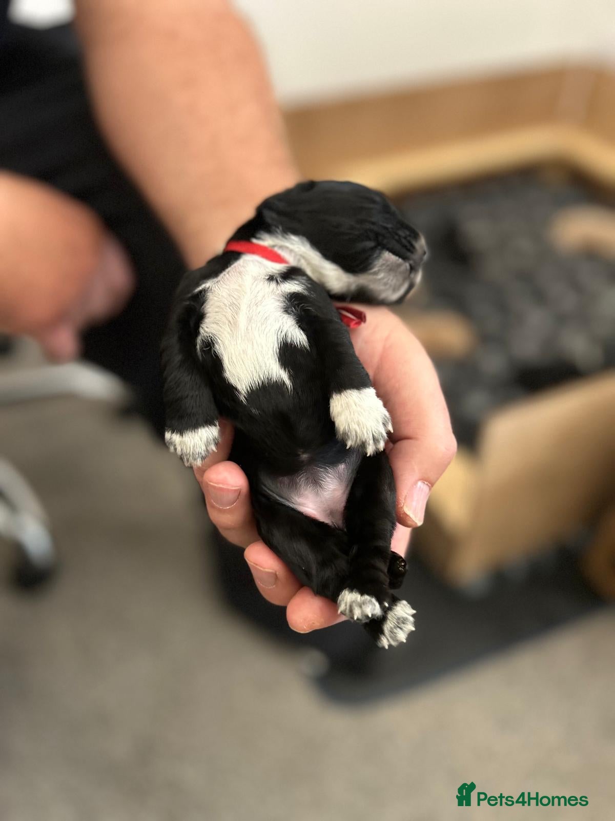 Cocker Spaniel dogs Beautiful Working Cocker Spaniel Puppies - Advert 2