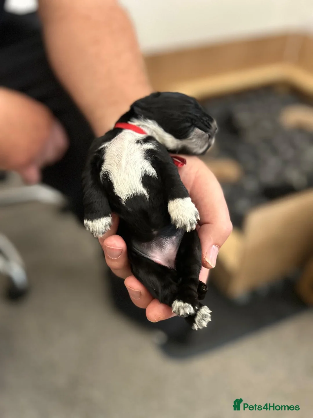 Cocker Spaniel dogs for sale: Beautiful Working Cocker Spaniel Puppies - Advert 2