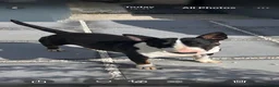 English Bull Terrier dogs for sale: Champion bloodline  - Advert 2