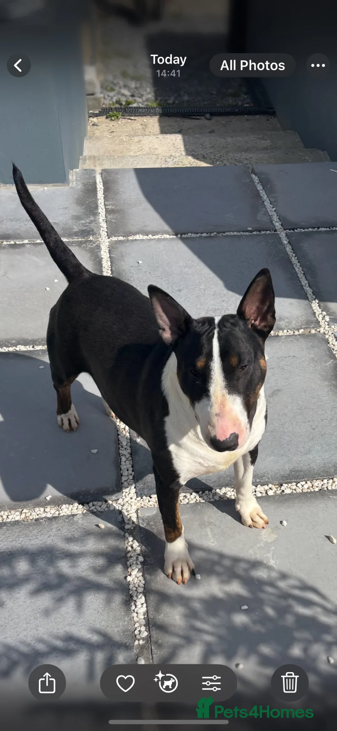 English Bull Terrier dogs for sale: Champion bloodline  - Advert 2