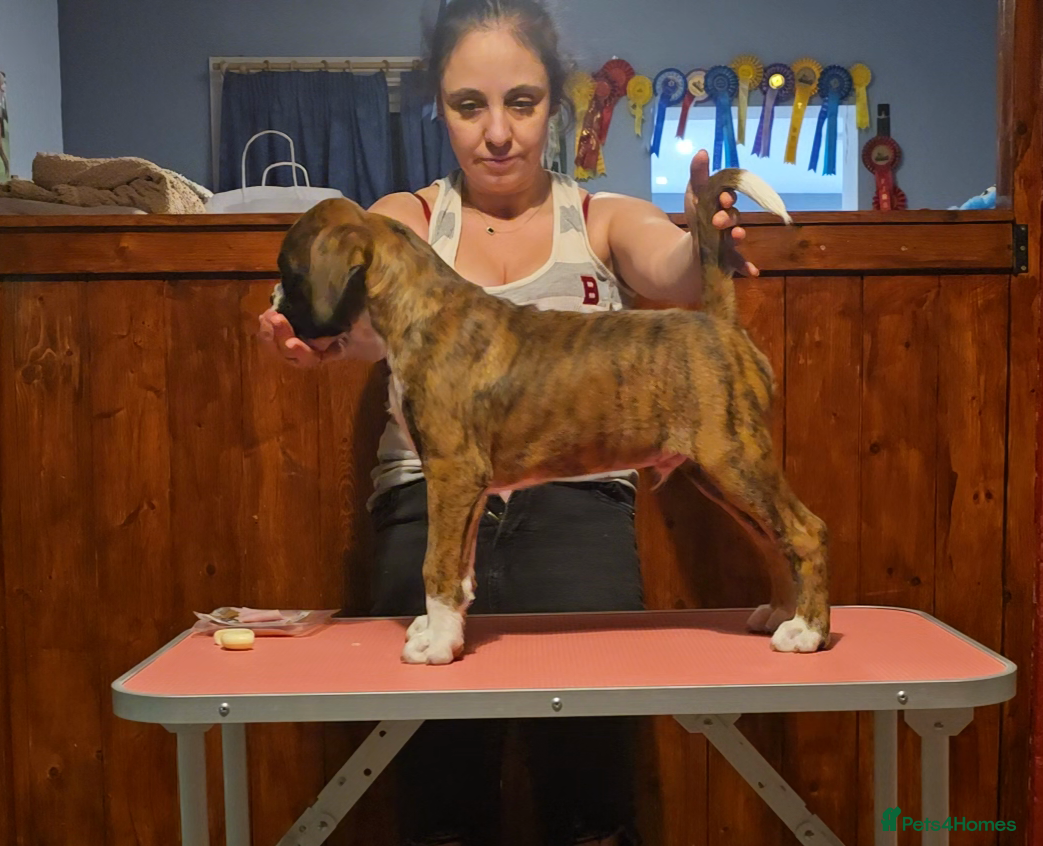 Boxer dogs Stunning Red Brindle/white Male Puppy - Advert 2