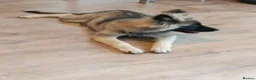 German Shepherd dogs for sale: German Shepherd puppy - Advert 10