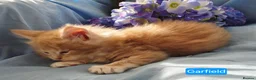 Maine Coon cats for sale: Pure maincoons ready 17/10/26 in Market Drayton - Advert 39