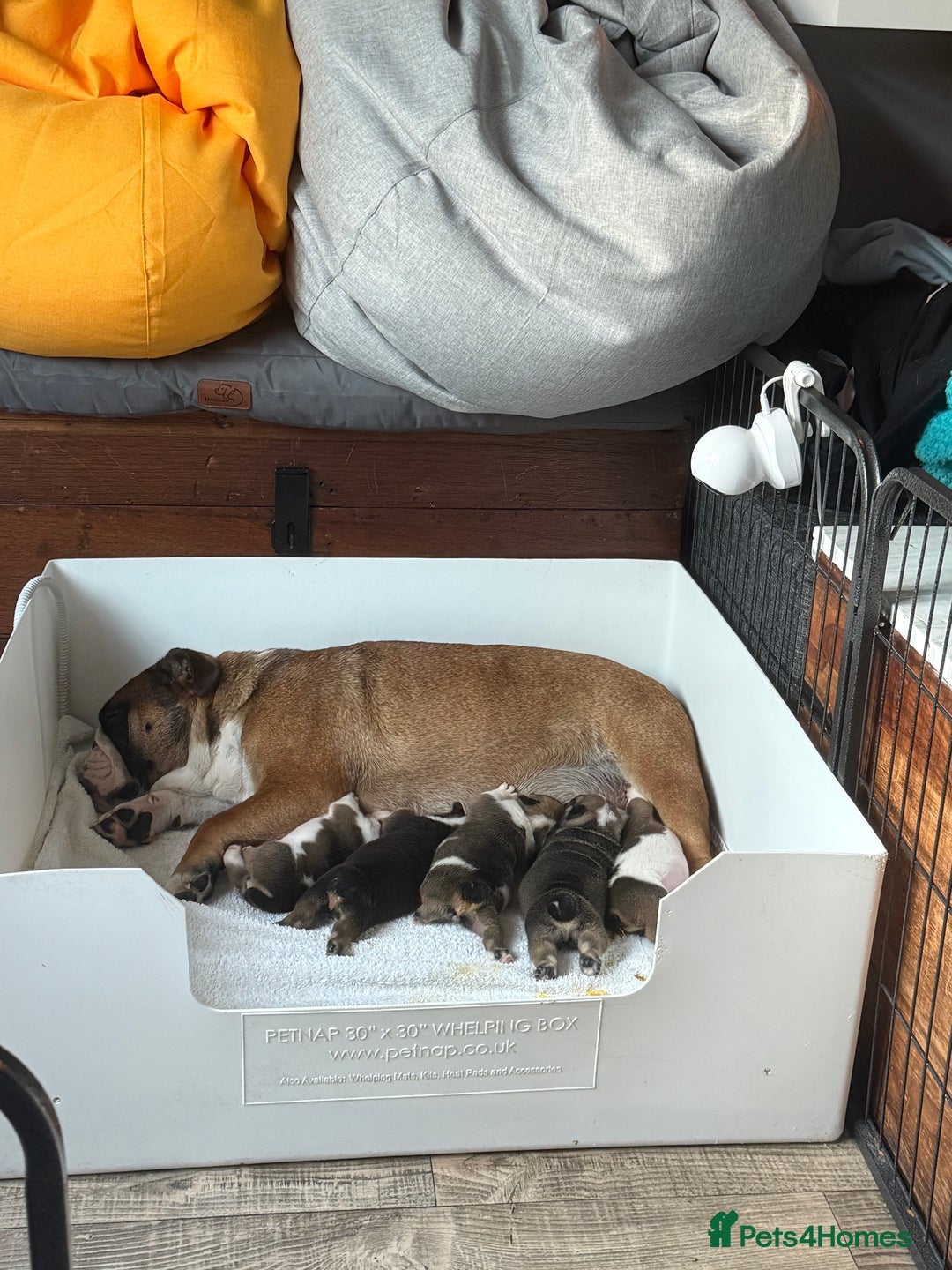 English Bulldog dogs for sale: KC Reg English Bulldog Pups - Image 27