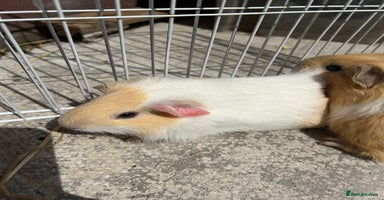 Guinea Pig rodents - Advert 2