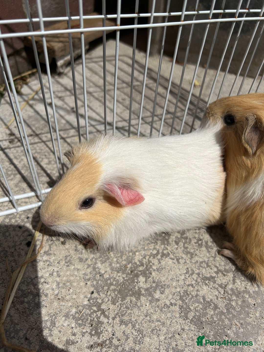 Guinea Pig rodents for sale: Guinea pigs for sale - Image 2