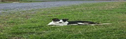 Border Collie dogs for sale: Spot is looking for a home - Advert 2