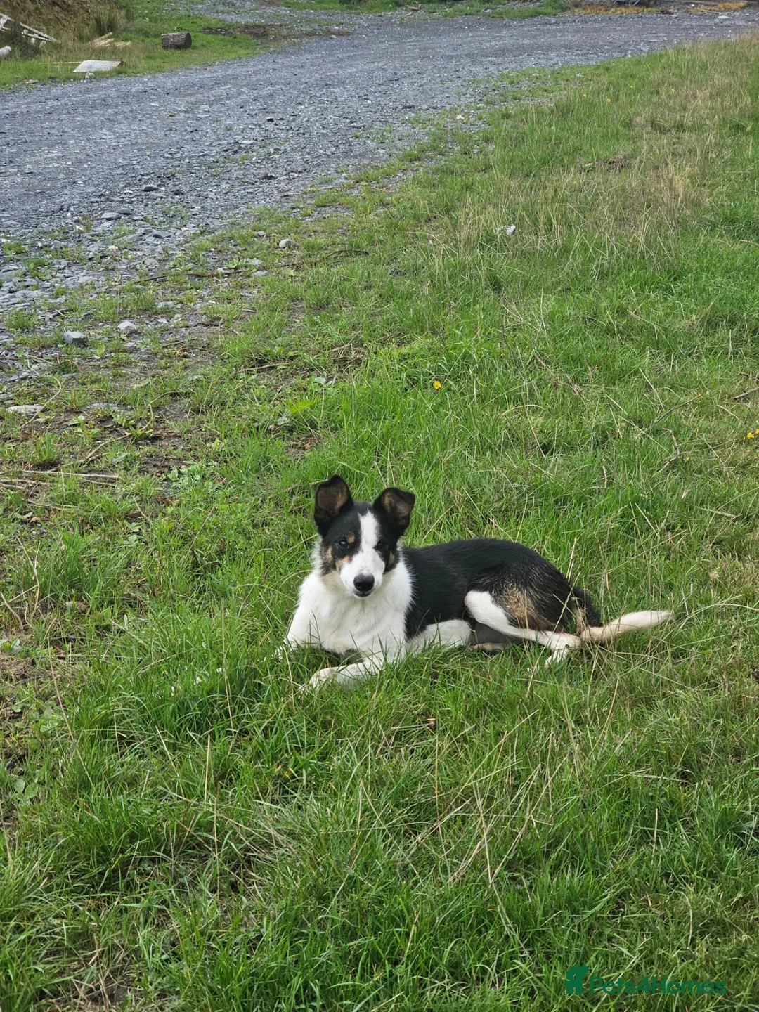 Border Collie dogs for sale: Spot is looking for a home - Advert 2