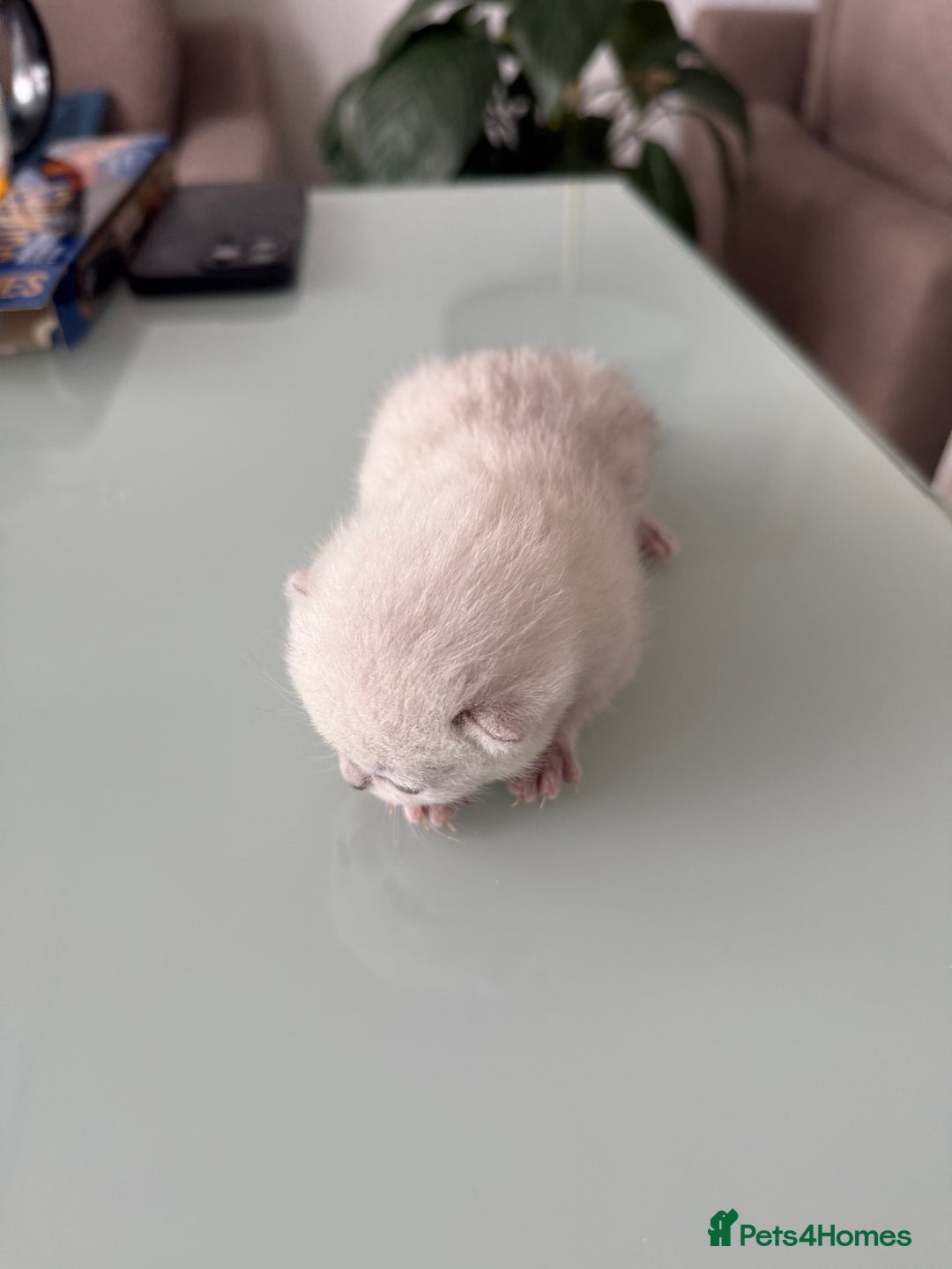 British Shorthair cats for sale: BSH Silver Tabby kittens for Sale! - Image 9