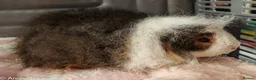 Guinea Pig rodents for sale: Swiss Boars - Advert 6
