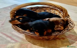 Miniature Dachshund dogs for sale: REDUCED. KC:reg Two Boys Smooth  - Image 19
