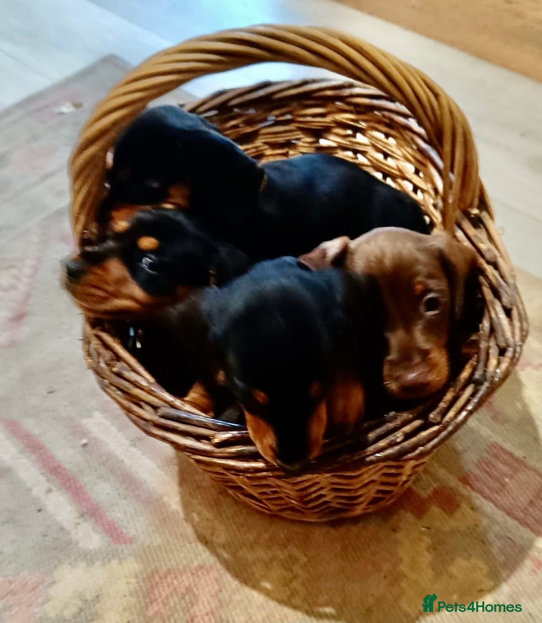 Miniature Dachshund dogs for sale: REDUCED. KC:reg Two Boys Smooth  - Image 19
