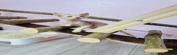 Devon Rex cats for sale: Beautiful pure Devon Rex kittens  - Advert 20