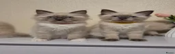 Ragdoll cats for sale: 🐾 Ragdoll Kittens Ready now !  - Advert 9