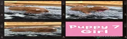 Cockapoo dogs for sale: Extensively Health Tested Parents! Beautiful! - Advert 4