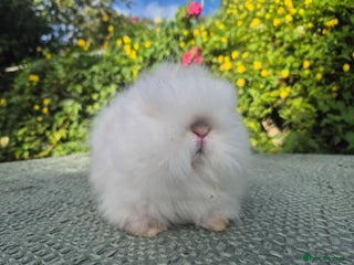 Netherland Dwarf rabbits 💙Teddydwerg boy- READY NOW 🥰 - Advert 1