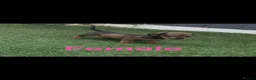 Dachshund dogs for sale: 6 beautiful dachshund puppies for sale !!😍 - Advert 4
