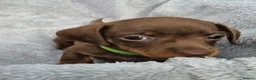 Miniature Dachshund dogs for sale: Gorgeous KC Reg, PRA Clear miniature dachshunds - Advert 24