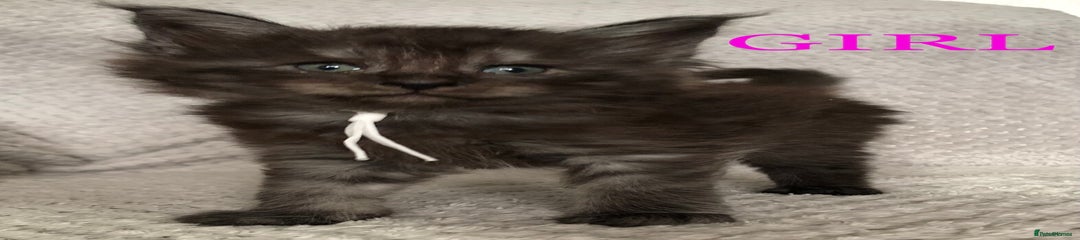 MaineCoon Black Smoke girl White Collar 
