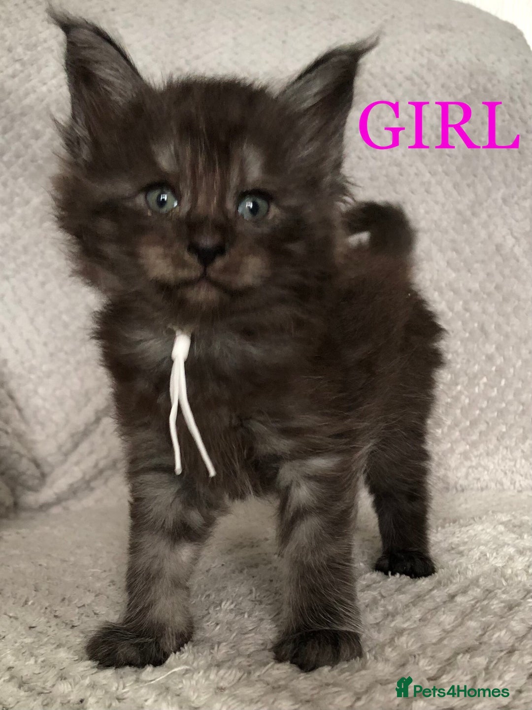 Maine Coon cats for sale: MaineCoon Kittens For Sale Black Smoke - Image 36