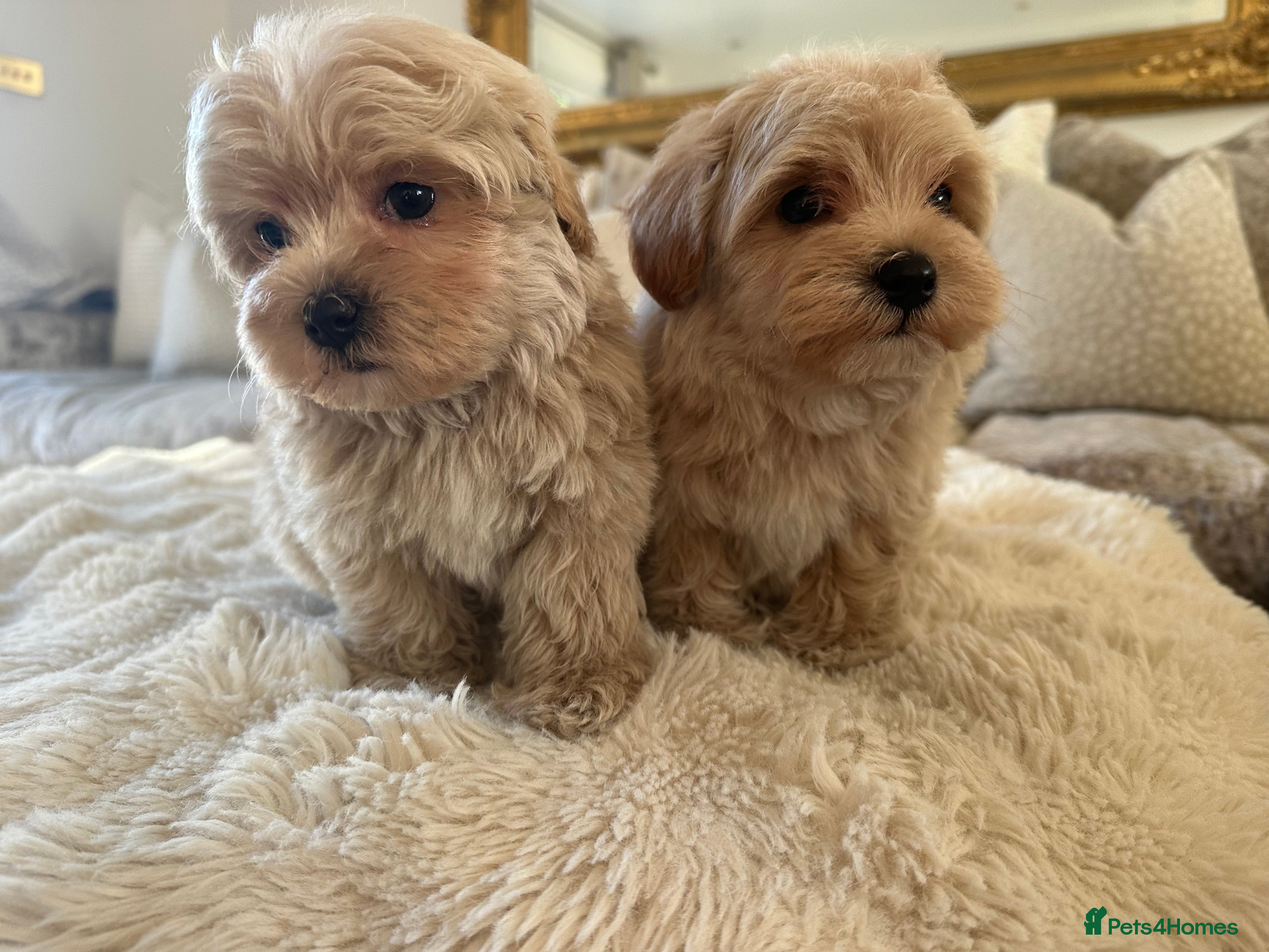 Maltipoo dogs 👑✨ F1 TOY MALTIPOO PUPS✨👑 - Advert 11