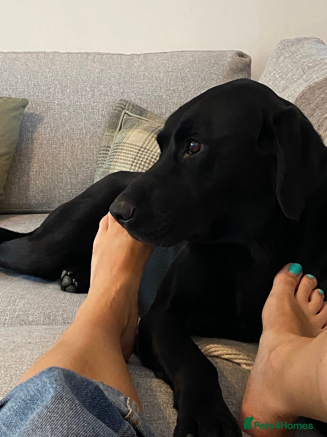 Labrador Retriever dogs for sale: Gorgeous Labrador puppies for sale! - Image 4